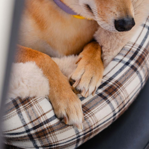 Travel Dog Bench – Comfortable and Easy to Install