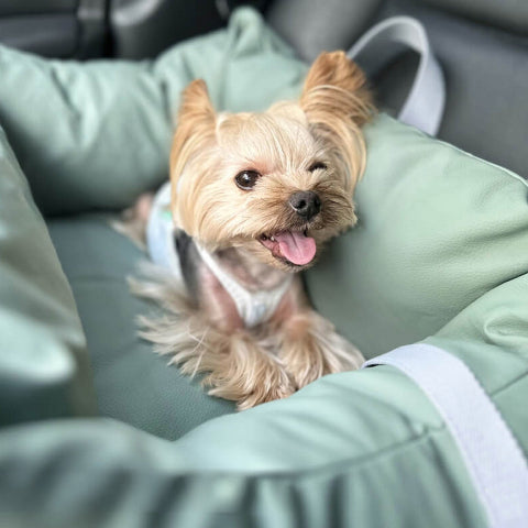 Car Cushion for Dog – Protection and Softness on the Road 